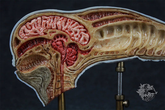 Alien Xenomorph Head Anatomy Customized Handmade Painted Resin Model Statue