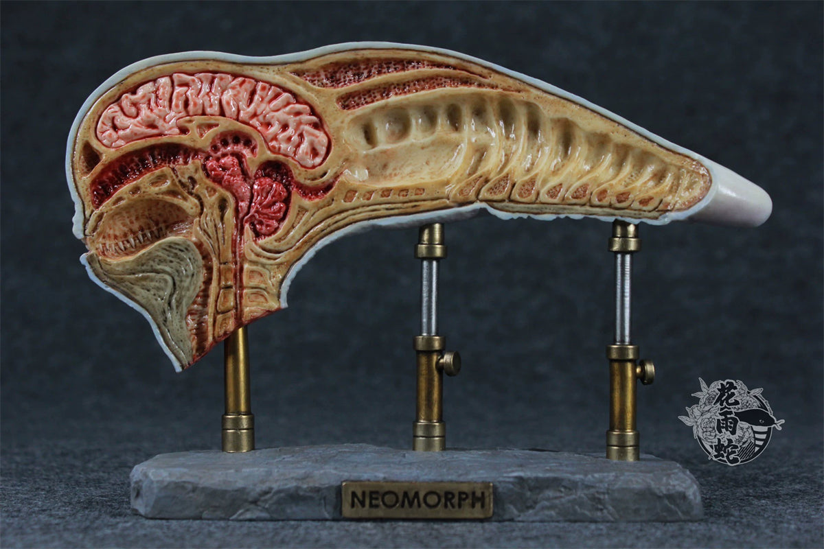Alien Xenomorph Head Anatomy Customized Handmade Painted Resin Model Statue
