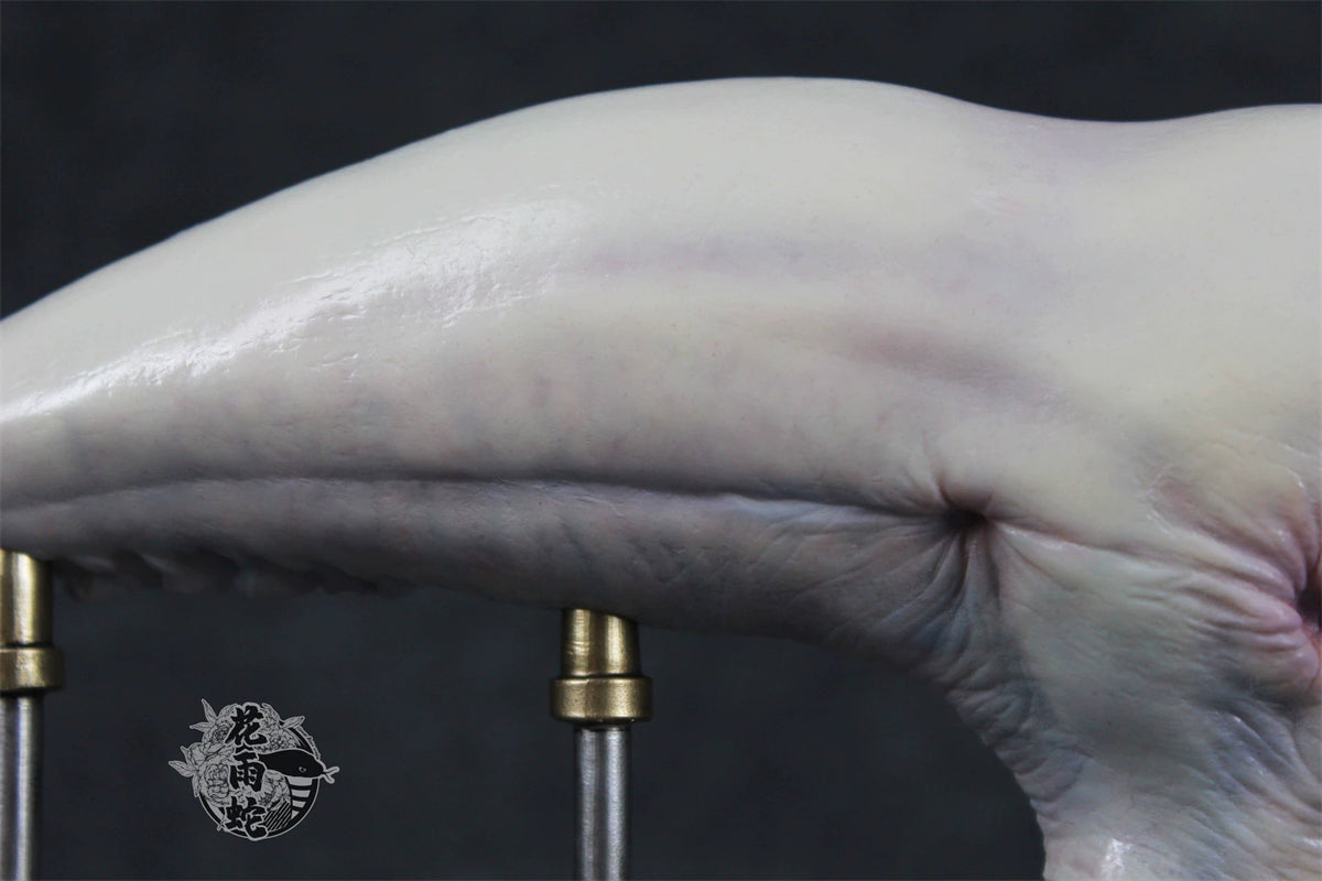 Alien Xenomorph Head Anatomy Customized Handmade Painted Resin Model Statue
