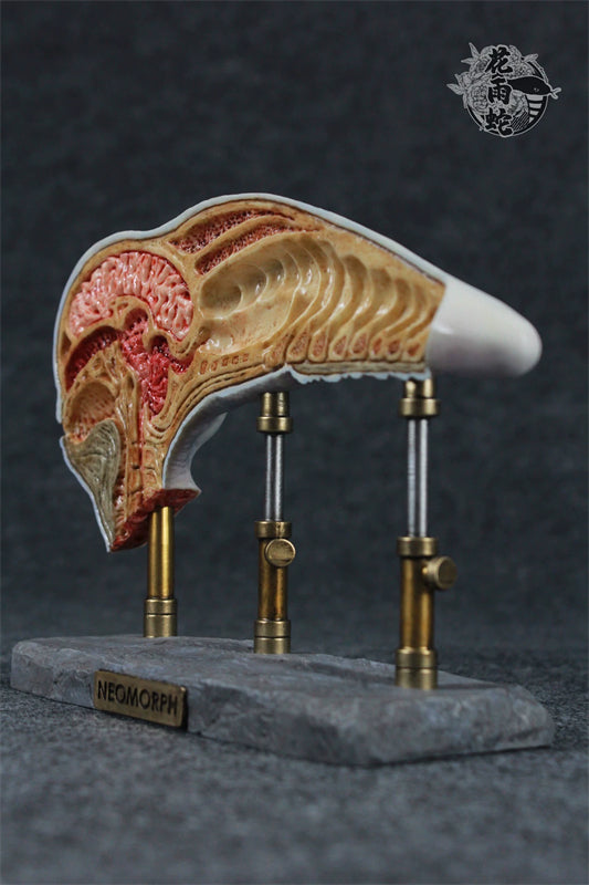 Alien Xenomorph Head Anatomy Customized Handmade Painted Resin Model Statue