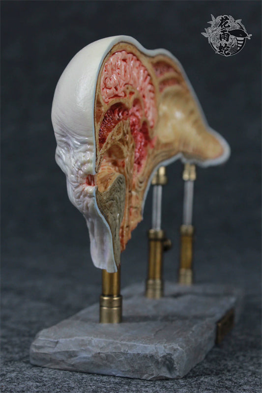 Alien Xenomorph Head Anatomy Customized Handmade Painted Resin Model Statue